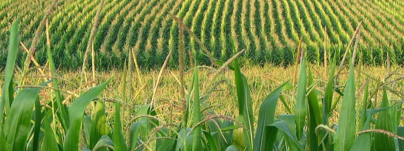 Cornfused